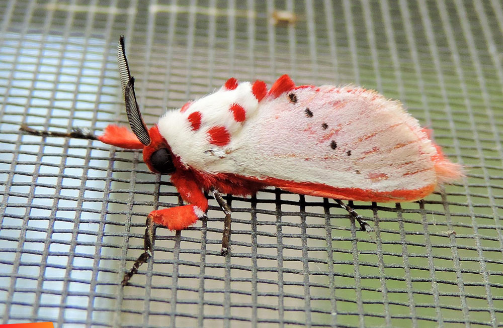 Beautiful red and white moth. Amazing color