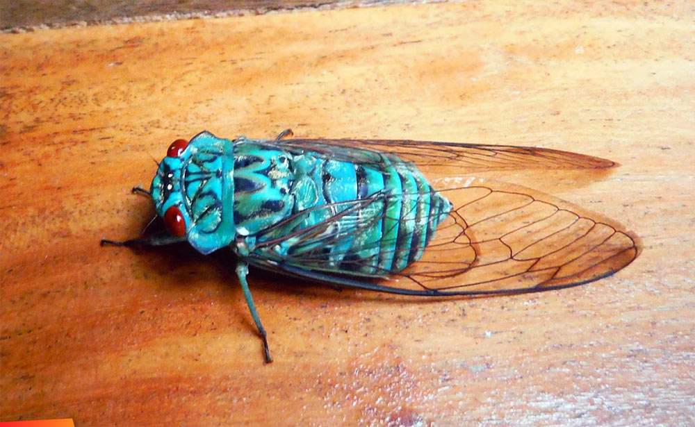 Very colourful cicada