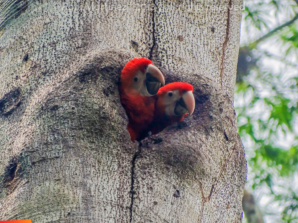 Scarlet macaw chicks, in their nest in a hole in a tree