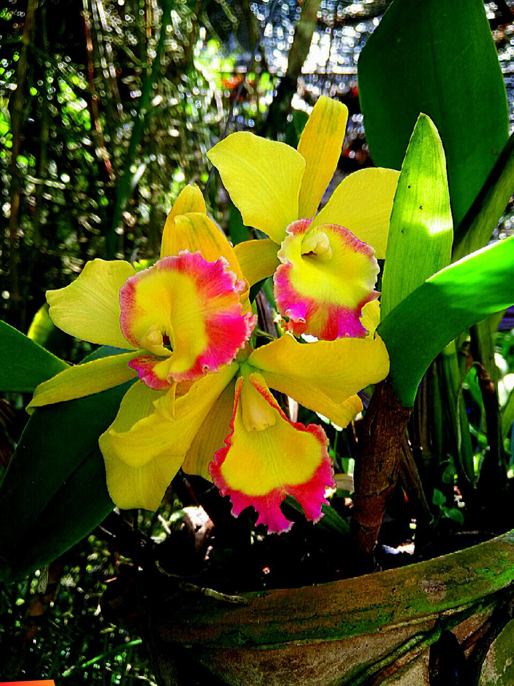 Gorgeous colourful orchid, a cattleya hybrid. Probably a laeliocattleya.