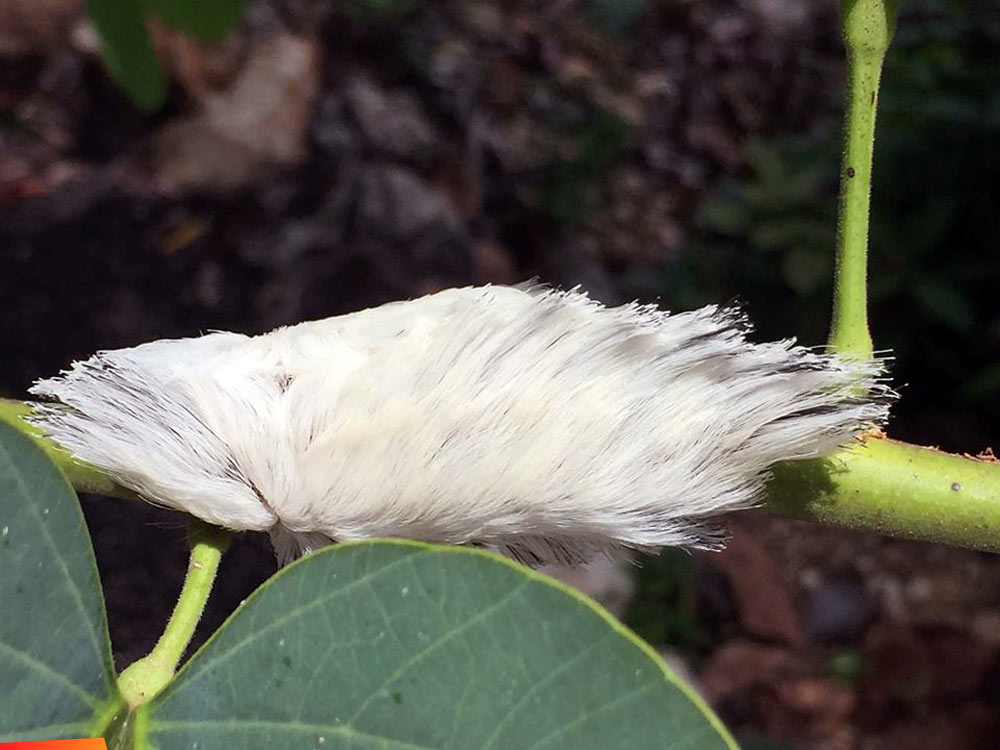 White flannel moth caterpillar, quite large and furry