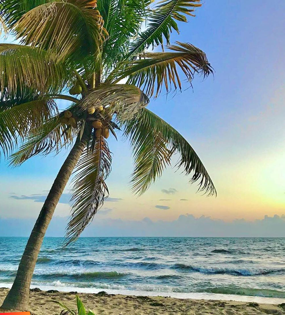 Palm tree on the beach at sunrise