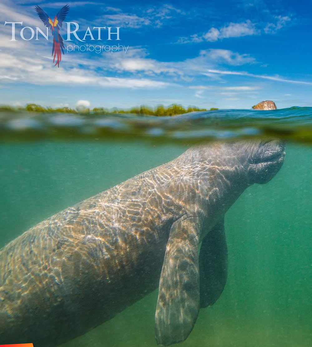 Four awesome photos of manatees by Tony Rath