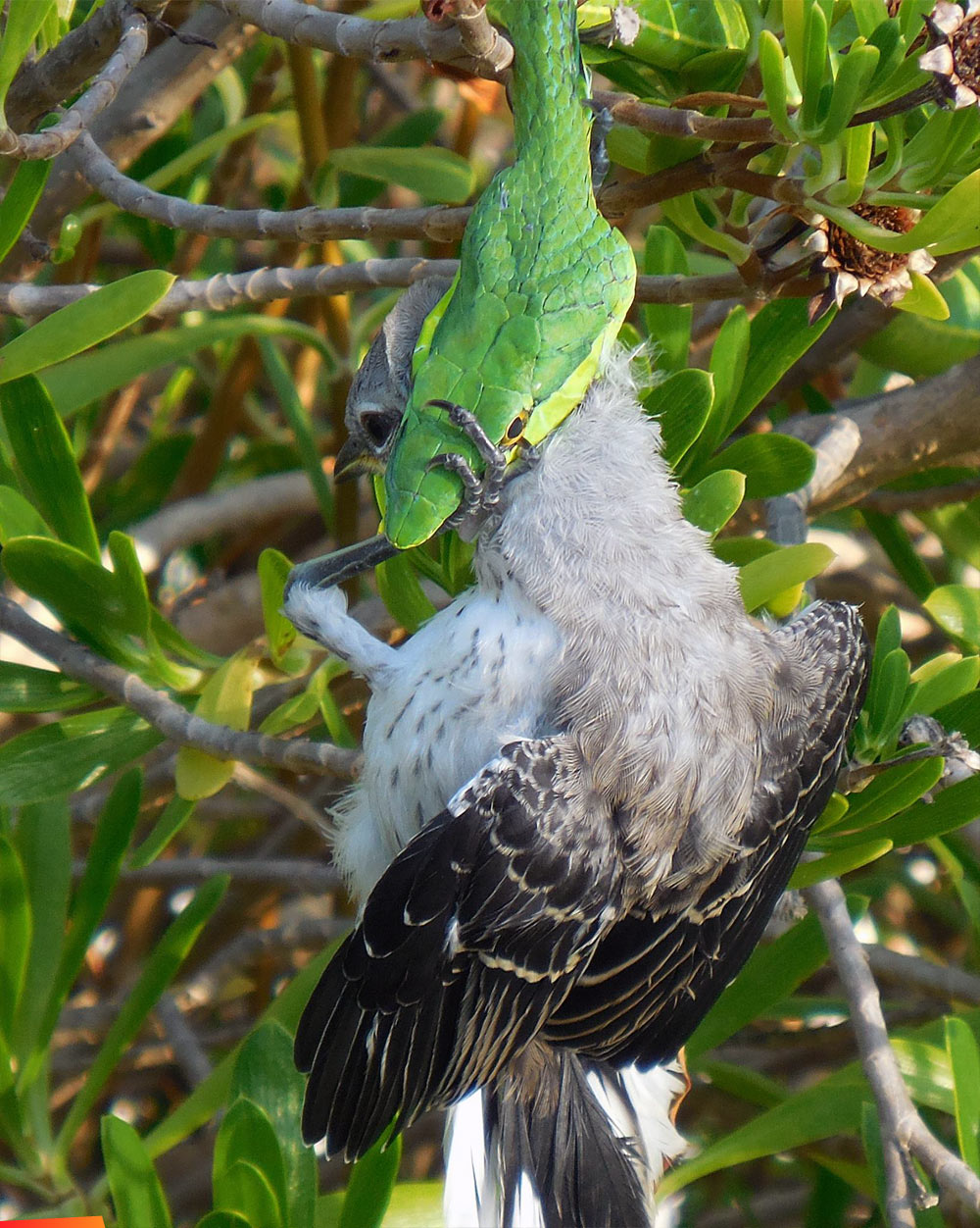 Eat or Be Eaten! Green Vine Snake (Oxbelis fulgidus) vs. Tropical Mockingbird (Mimus gilvus)