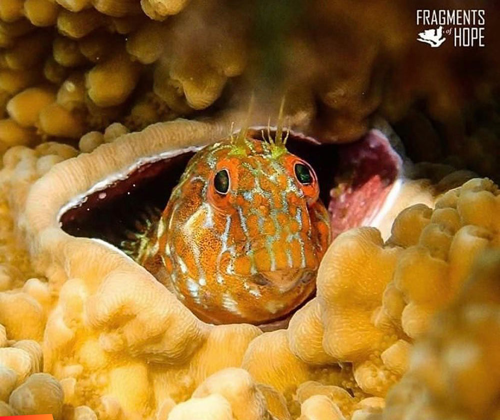 Orange Spotted Blenny peeking out of some coral