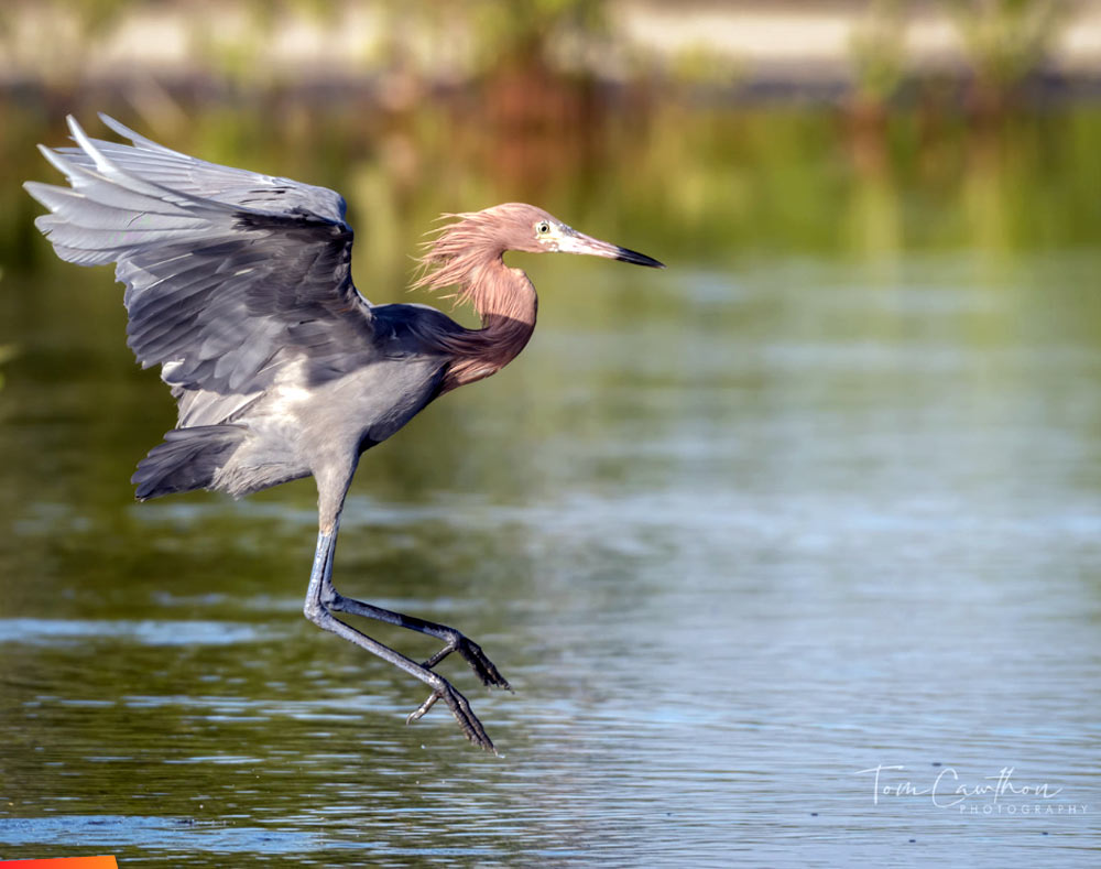 The lovely and charismatic Reddish Egret