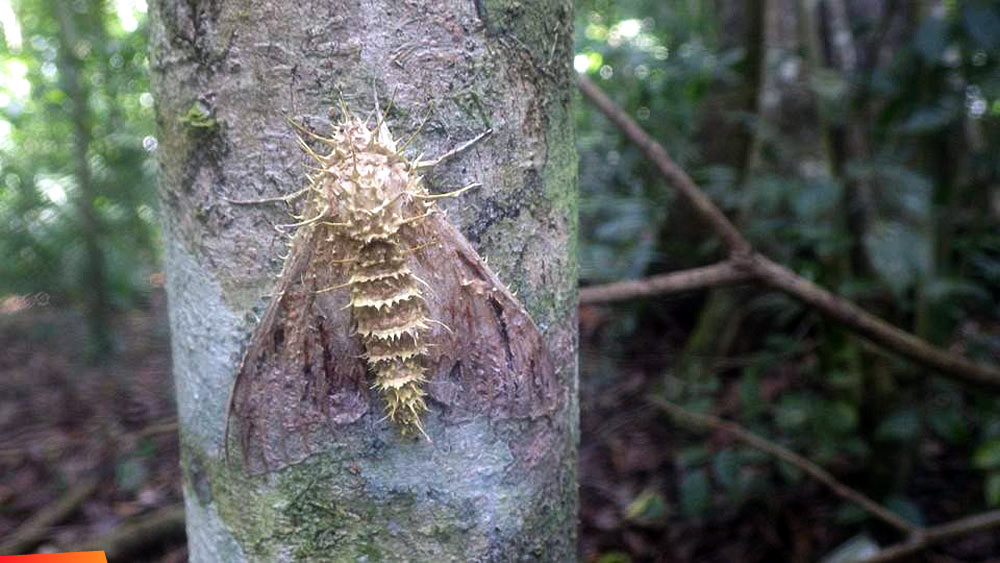 Moth that died from an invasion of a parasite