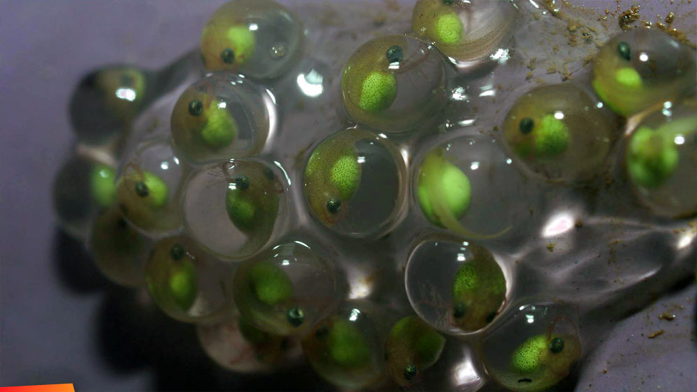 Red eyed tree frog eggs