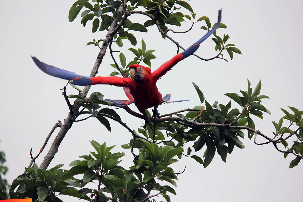 Scarlet macaw launching into flight