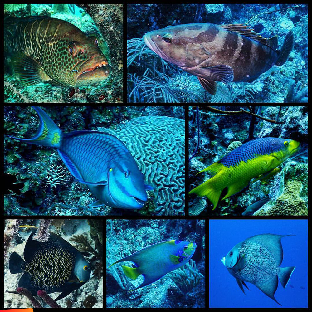 A few of the many species of fish that inhabit Glover's Reef Marine Reserve