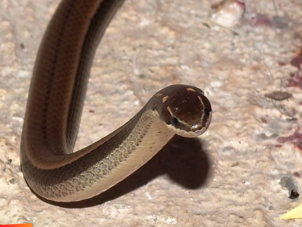 Coniophanes imperialis, a common snake