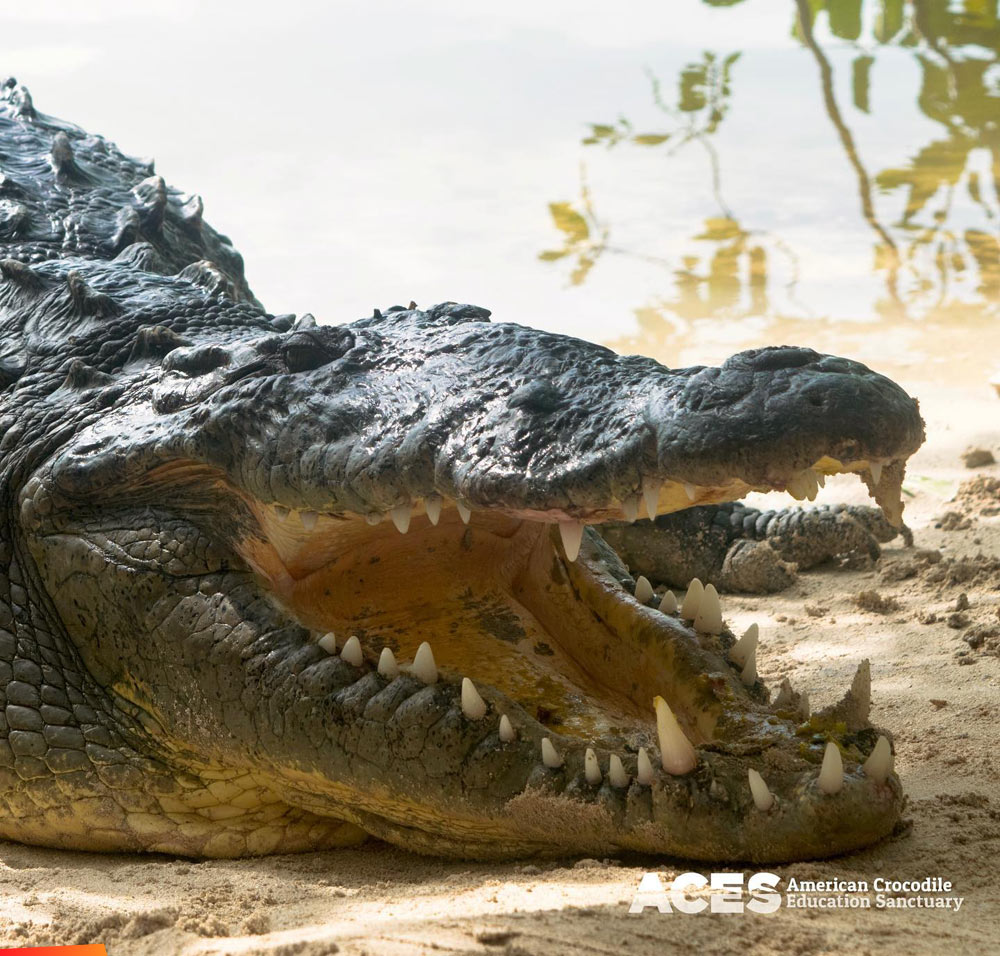 Crocodile jaws and teeth