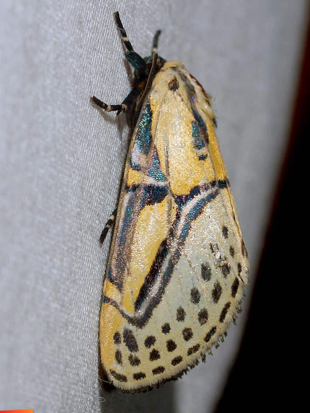 Hieroglyphic Moth, Diphthera festiva