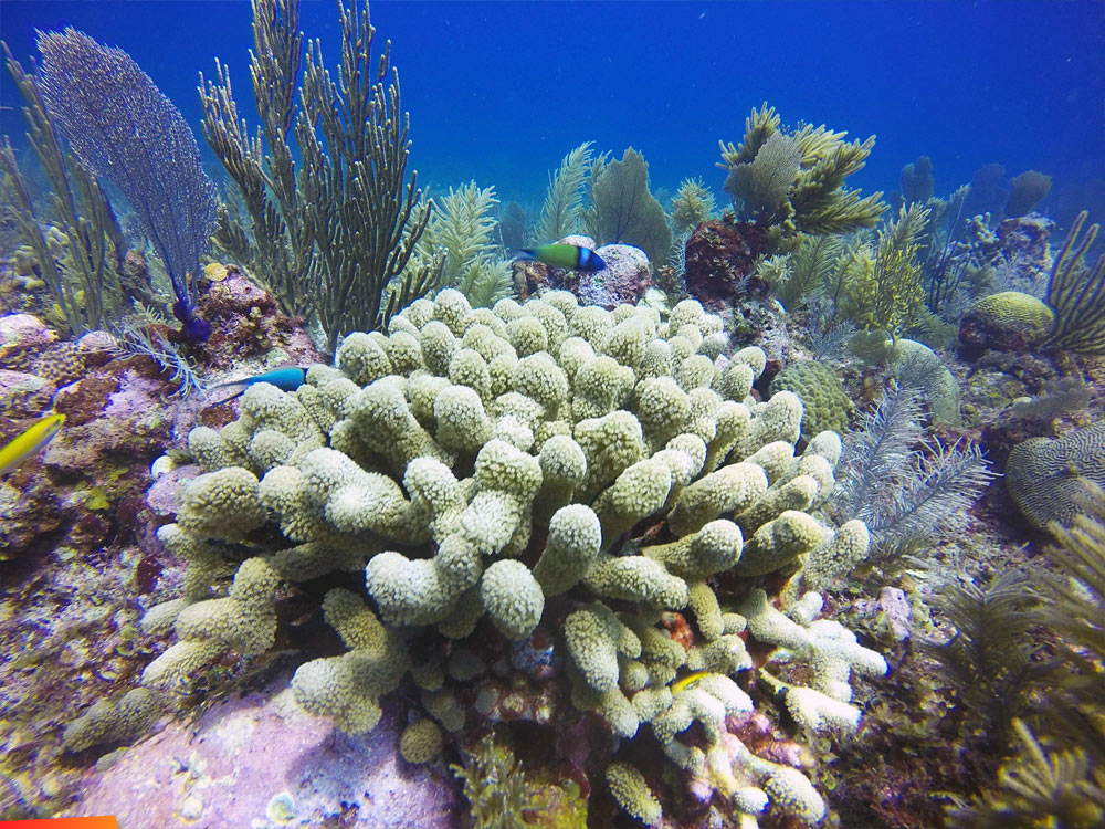 Beautiful view of Clubtip Finger Coral and fish on the reef
