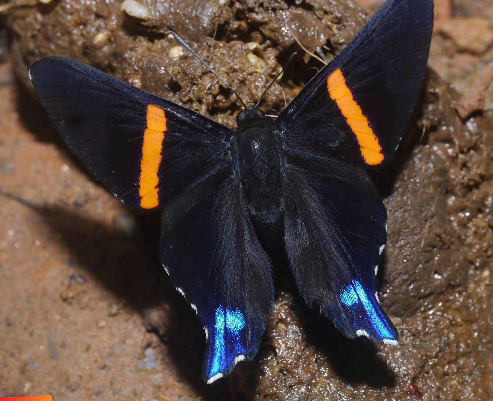 Blue-and-yellow Beautymark - Ancyluris inca male