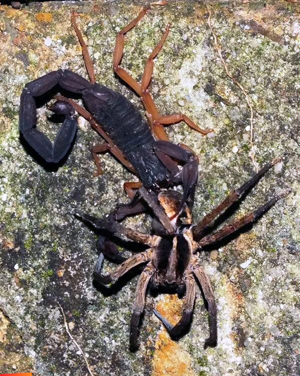 When predators meet: Scorpion vs. Wolf spider
