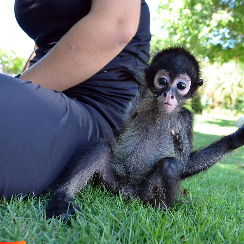 Cas, a young endangered Geoffroy's spider monkey at Wildtracks