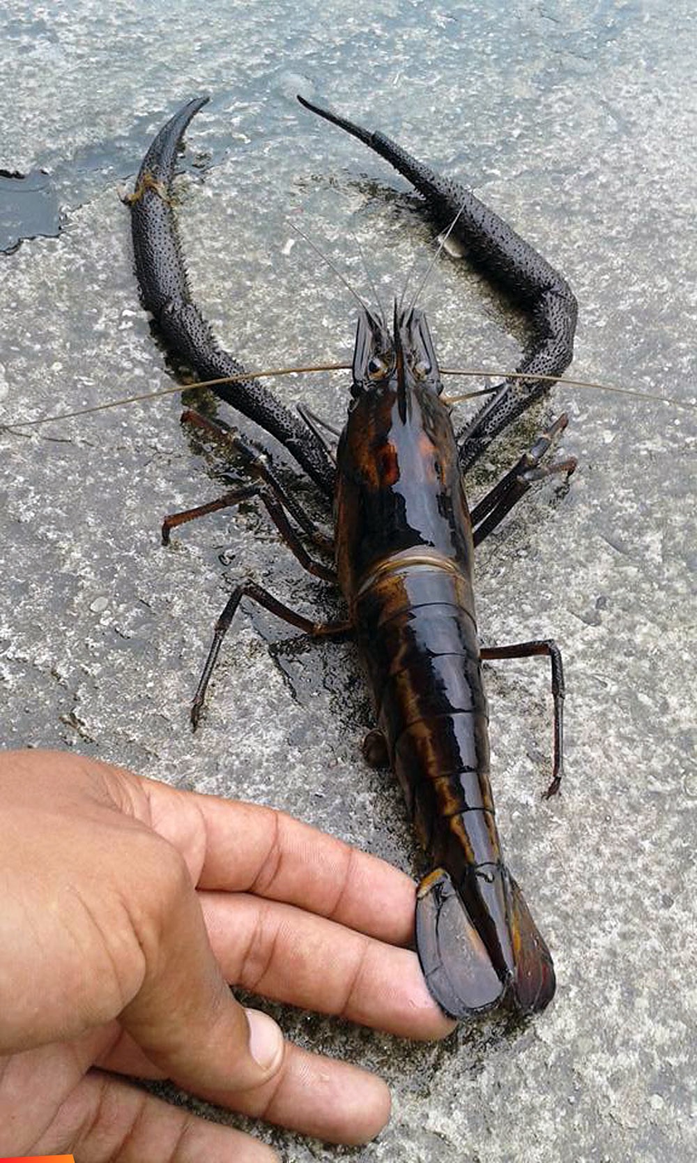 Big river lobster, aka Écrevisse, aka crayfish, aka Macrobrachium carcinus