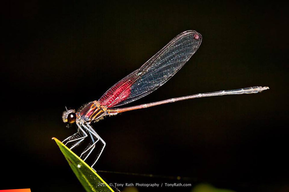 A damselfly, also known as mosquito hawks, at Bocawina National Park