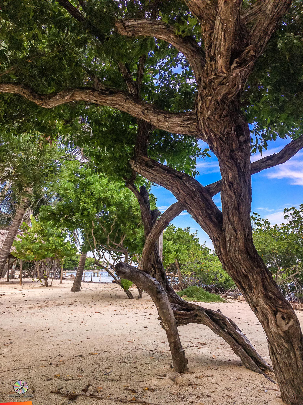 Very cool Buttonwood mangrove, Conocarpus erectus, on the beach in San Pedro
