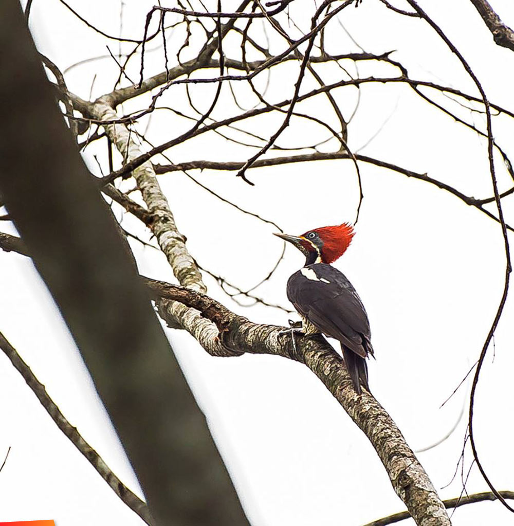 Lineated woodpecker, Cayo District