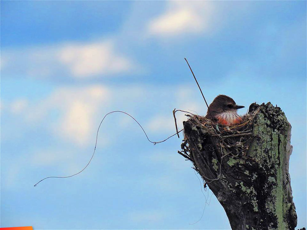 Female vermillion flycatcher, how wonderfull she looks in her nest