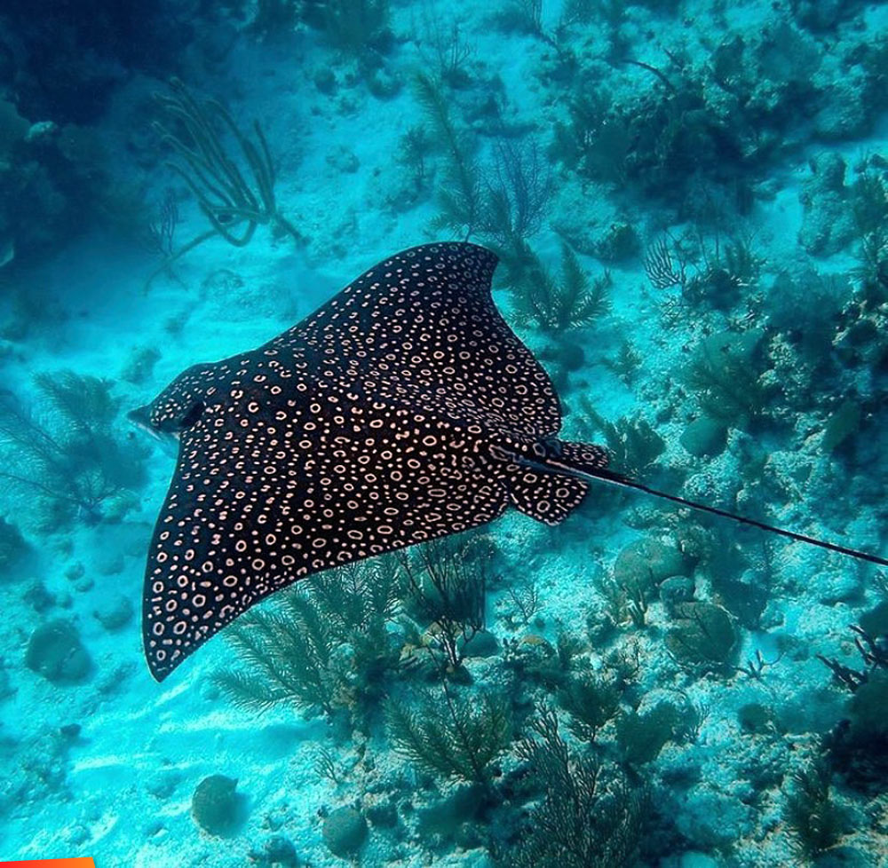 Looking down on an eagle ray