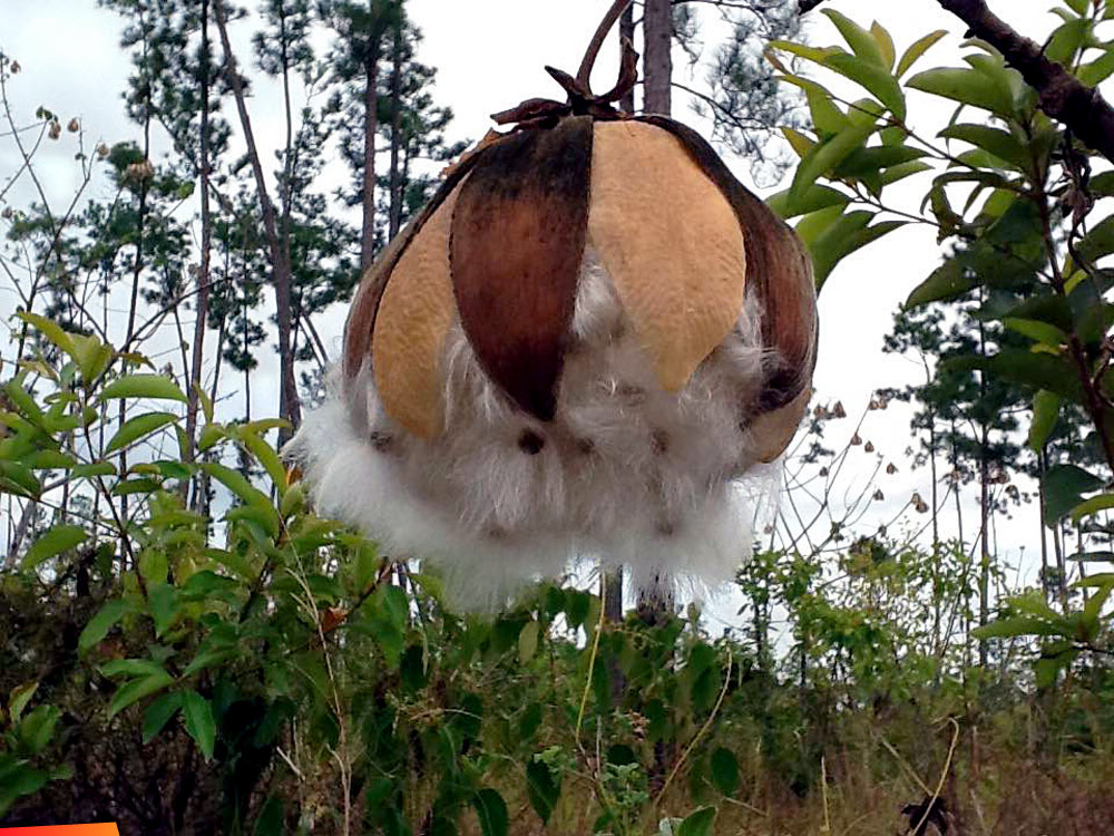 Seed pod from Mountain cotton or Maya poro poro. Also known as  Wild Cotton or Savannah Cotton
