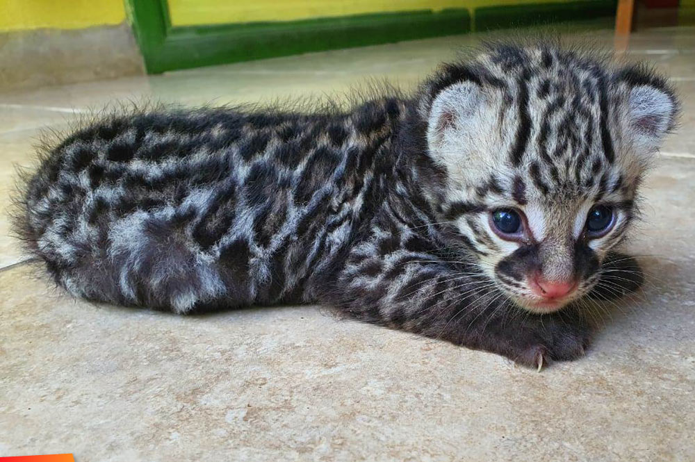 Fifi, an orphaned ocelot cub at the Belize Zoo
