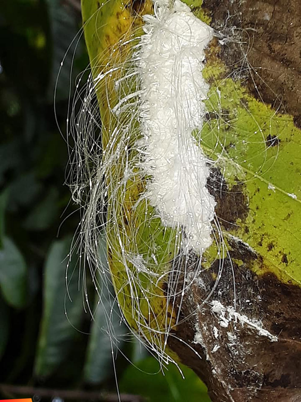 Mealy bug cocoon with long white hairs