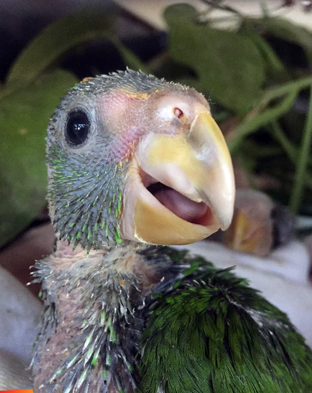 White fronted parrot chick