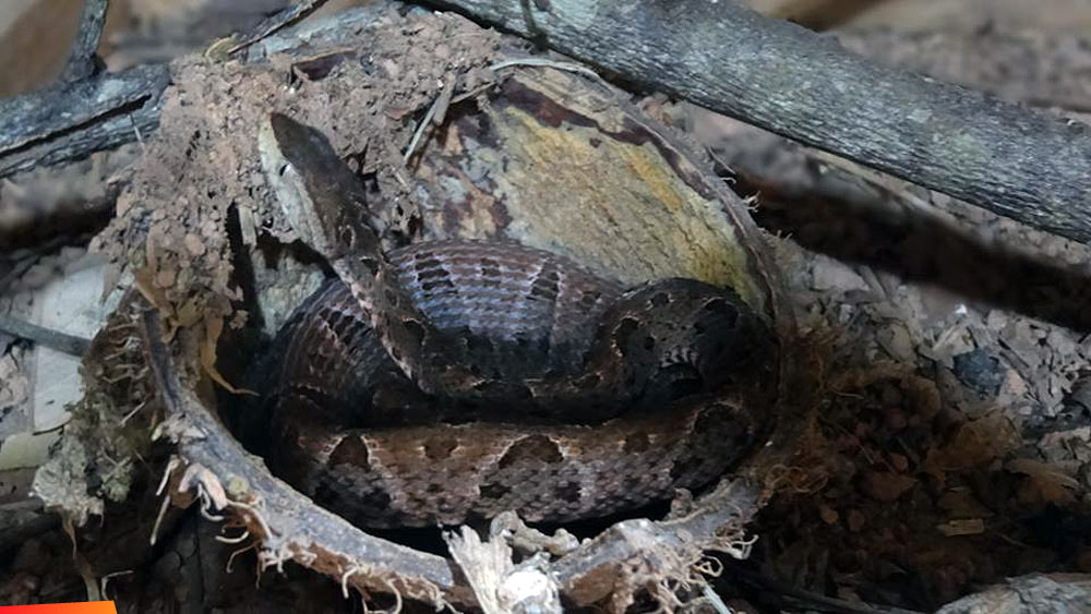 Bothrops asper (Yellow-jaw Tommygoff, fer-de-lance) using a coconut as a comfy bed