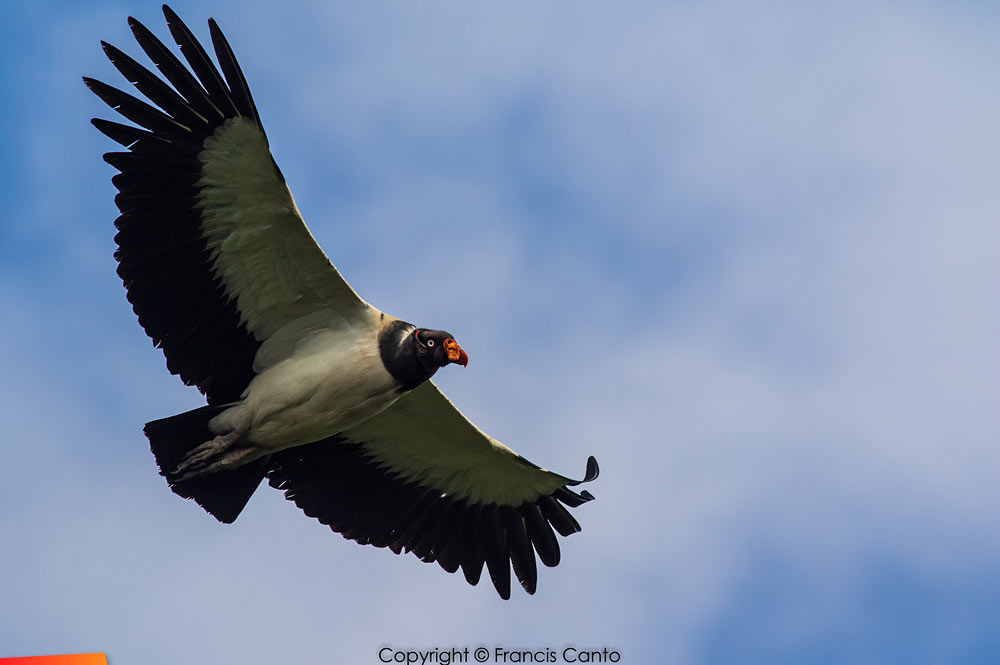 Adult King Vulture soaring low at Slate Creek Lookout