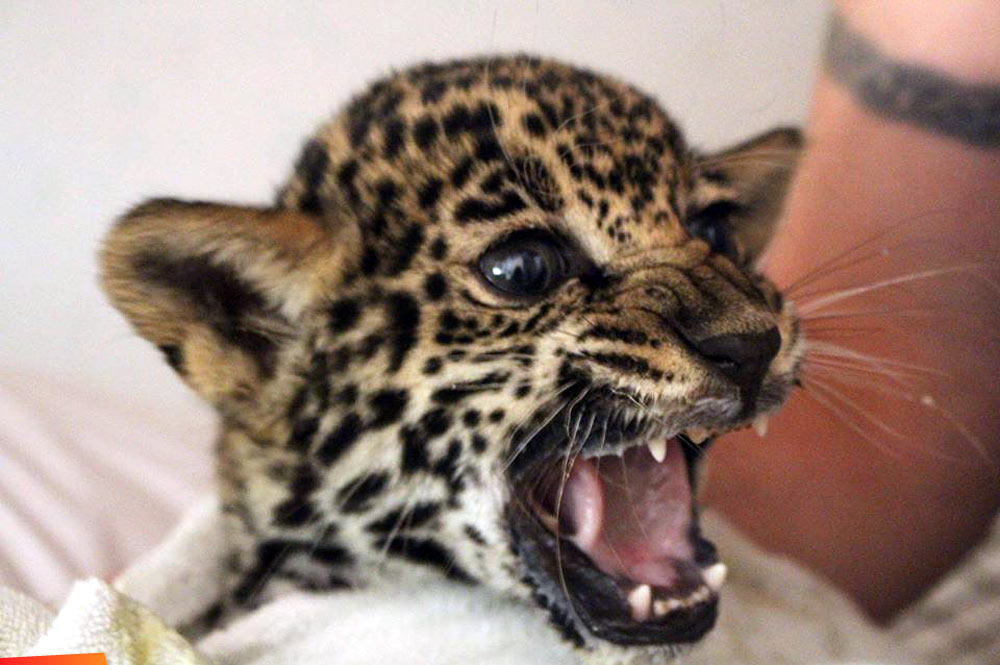 Feisty wild kitten - the orphaned jaguar cub Chiquibul