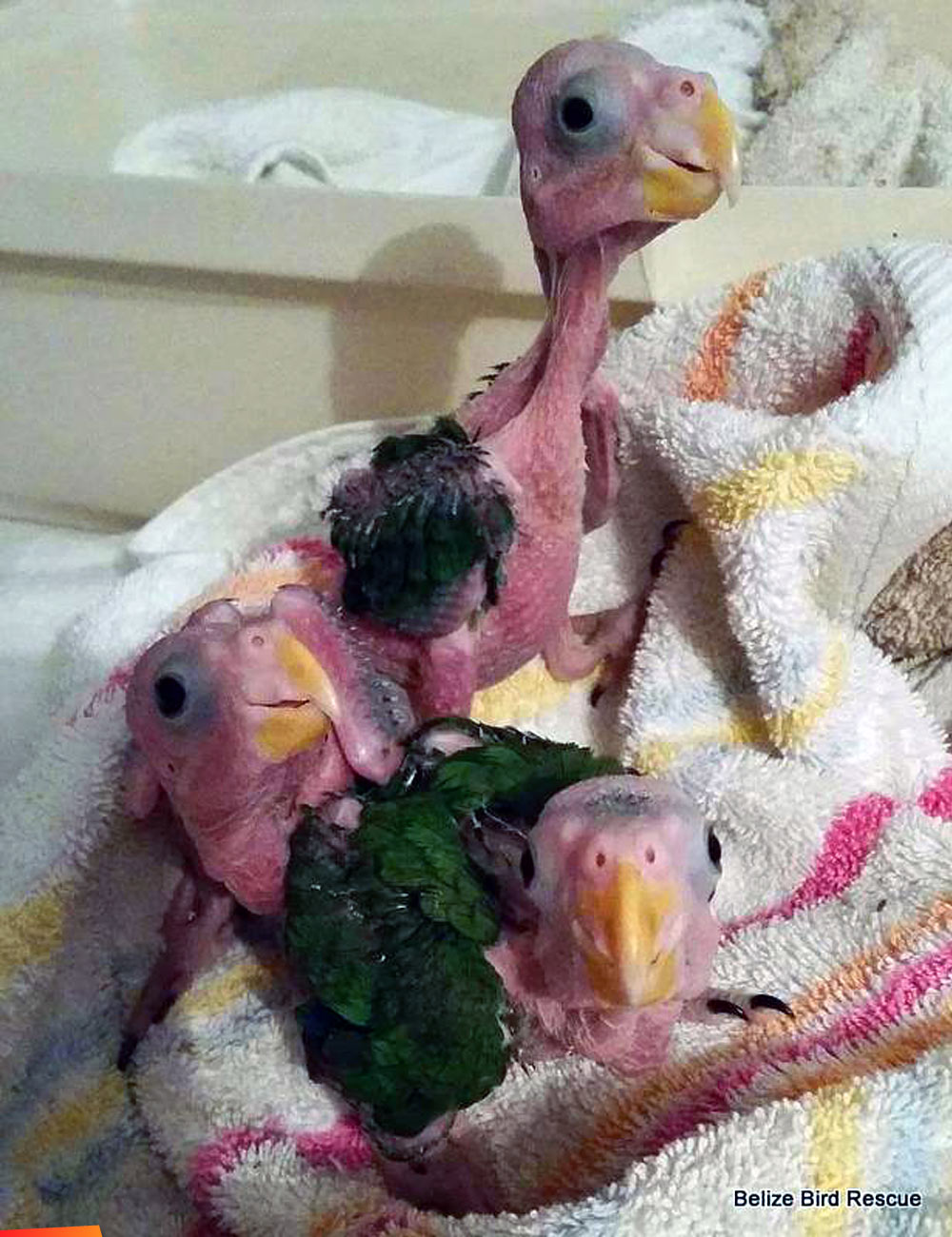 The real Naked and Afraid, three just hatched rescued parrots