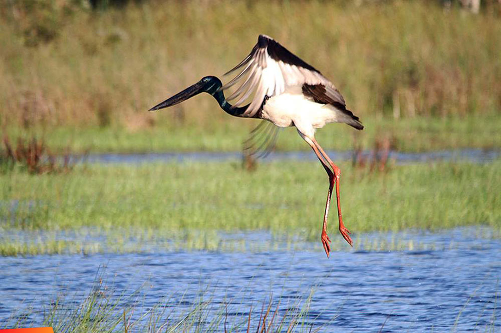 Belize’s Jabiru stork is the largest flying bird in the America with a wingspan of 2.5m