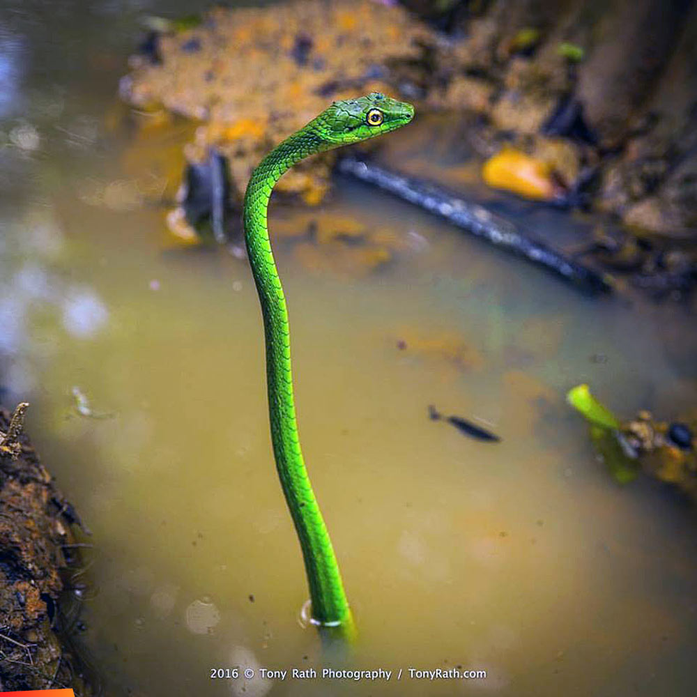 Green Parrot Snake sticking up from a puddle