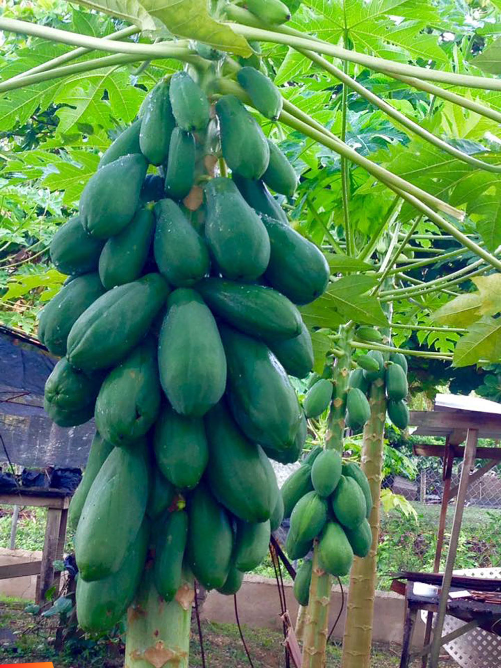Papayas positively drip from this tree in the backyard of a residence in San Ignacio