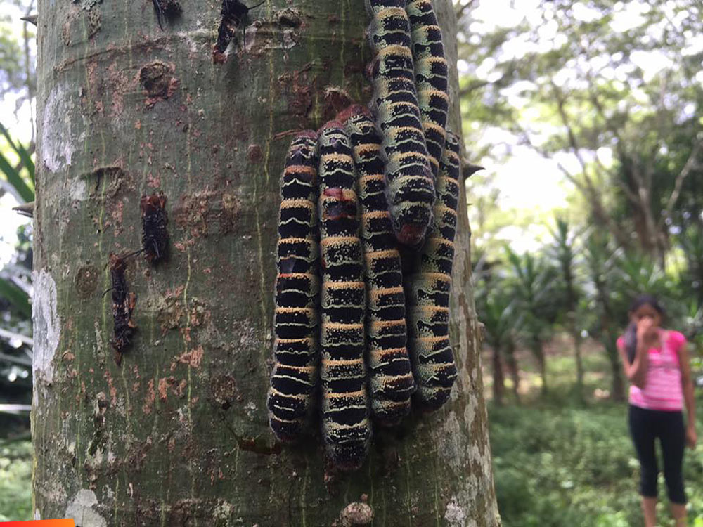 Caterpillars from the Silkmoth Arsenura armida