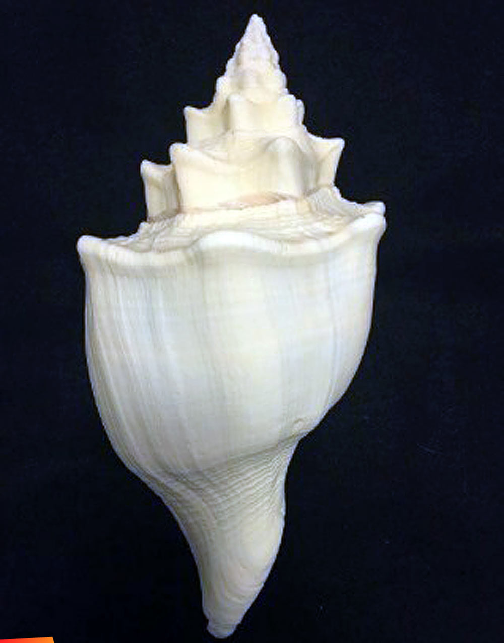 Huge horse conch shell
