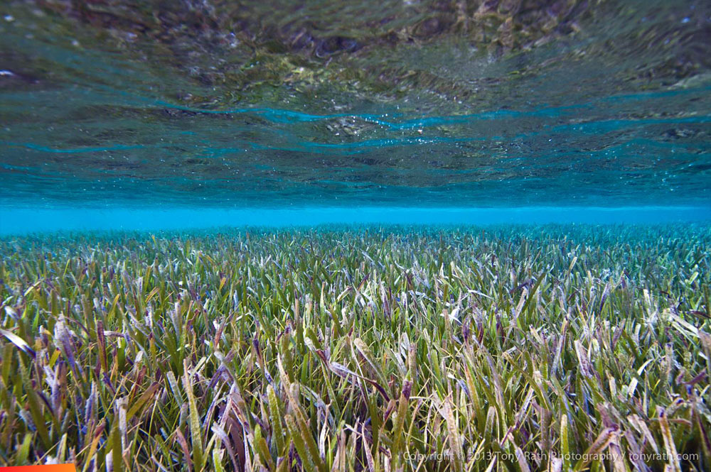 Seagrass beds