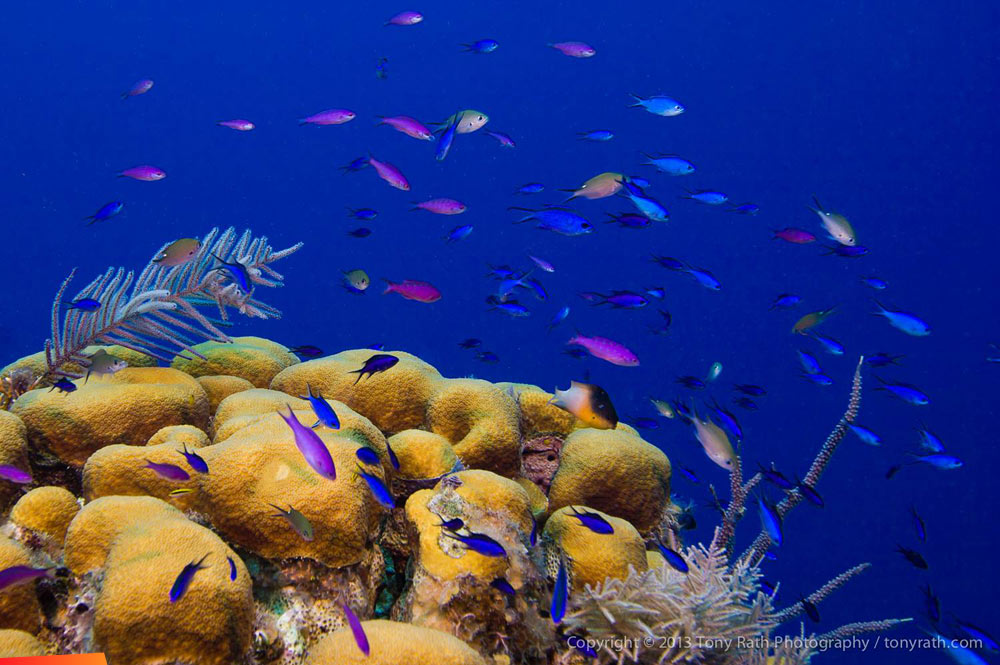 A small school of an assortment of juvenile chromis, wrasse and damselfish dance above an assortment of hard and soft corals