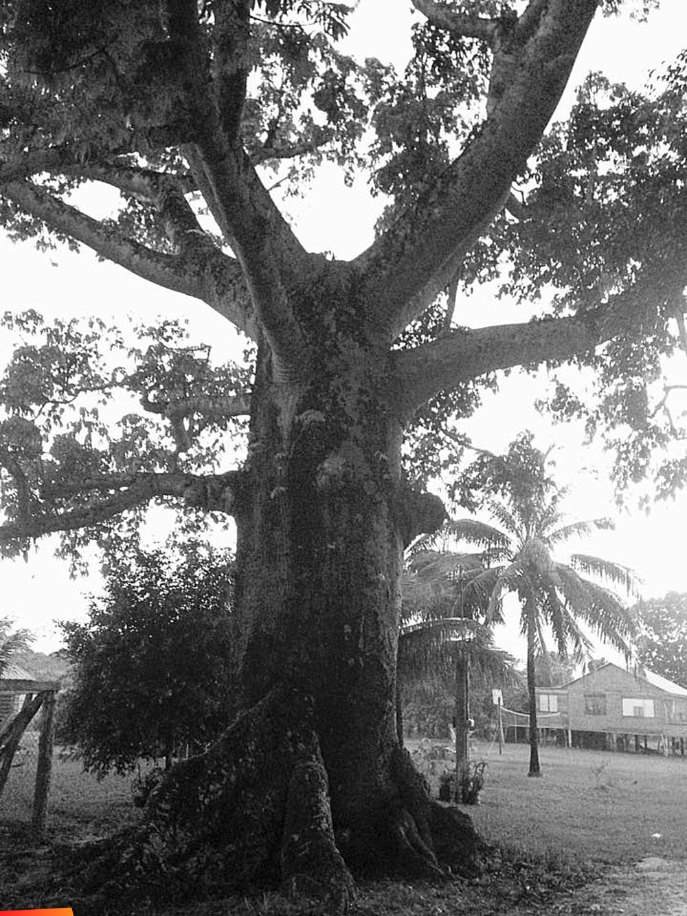 The sacred ceiba tree of life located at Yo-Creek Village