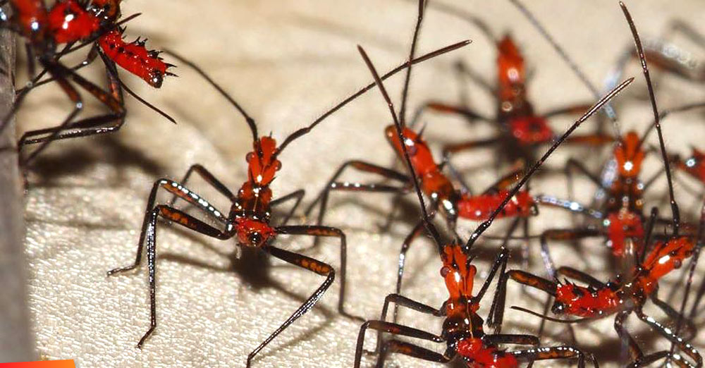 Assassin bugs nymphs ... as in the dreaded kissing bug