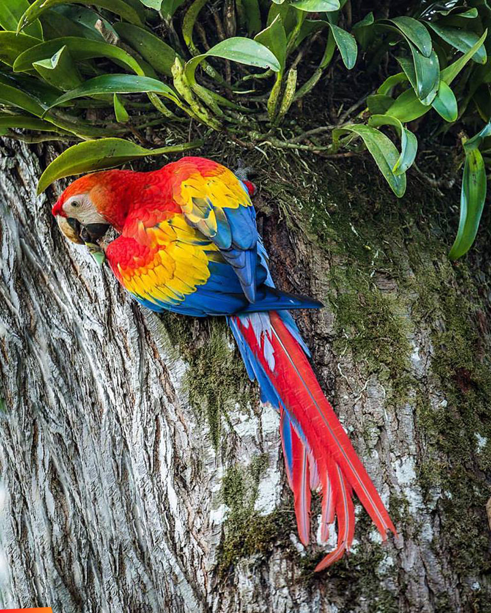 The endangered scarlet macaw feeding among bromeliads on a tree trunk