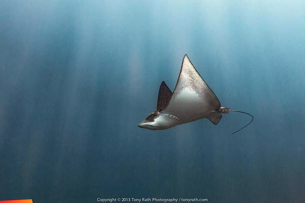 Rays of sunlight bath a spotted eagle ray over the Belize Barrier Reef
