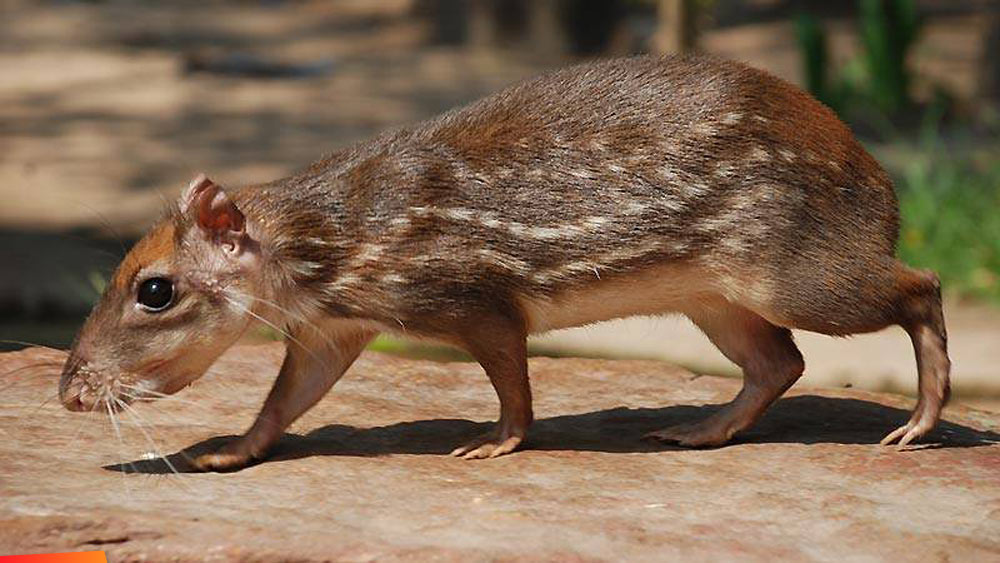 Belize's famous Royal Rat, Gibnut or in Spanish pepesqint