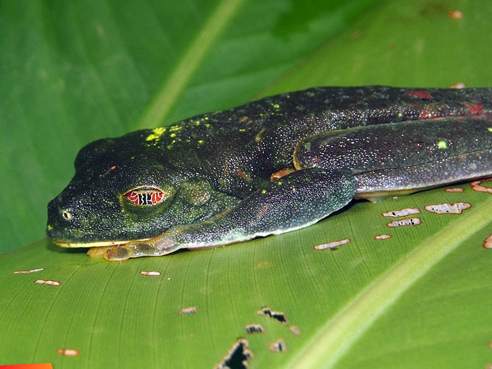 Sleeping red-eyed tree frog. Amazing eyes...