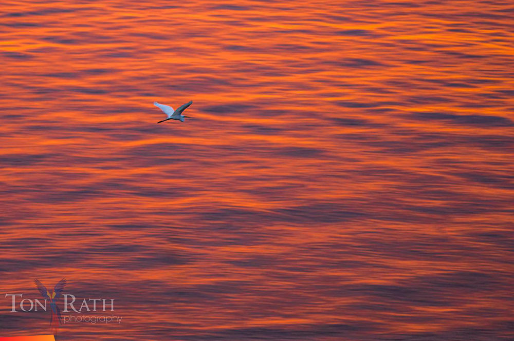 Great egret flying at sunrise, amazing reflection of the sunrise colours on the sea
