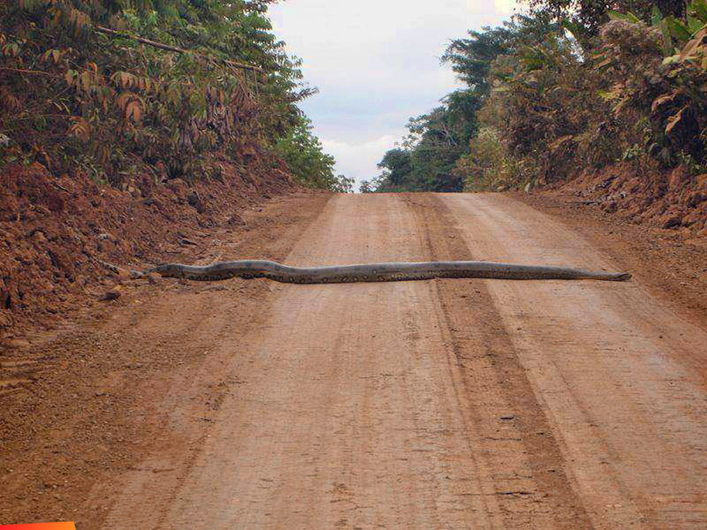 Huge snake across the road in the Mountain Pine Ridge